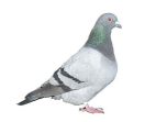 The Electronic Version of the March 2024 “Pigeon Newsletter” is out